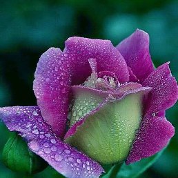 ����, �����������, 42 ����