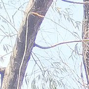 ������, 47 ���, ���������