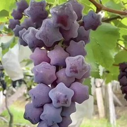 ���� Riko, �����, 39 ��� - ��������� 25 ������ 2024