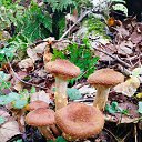 ���� �����, ������������, 52 ���� - ��������� 11 �������� 2025 � ������ ������ ��������