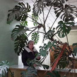 ������, ���������