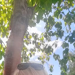 , 53, 
