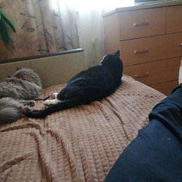 �������, ������, 49 ���