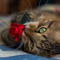 ����, ������