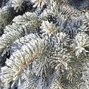 ���� ����, �������, 49 ��� - ��������� 10 ����� 2025 � ������ ������ ��������