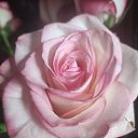 ���� �������, ����, 53 ���� - ��������� 15 ����� 2026 � ������ ���� ����������