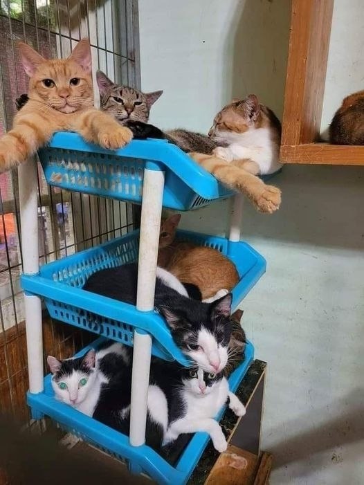 ���� ������ �����
