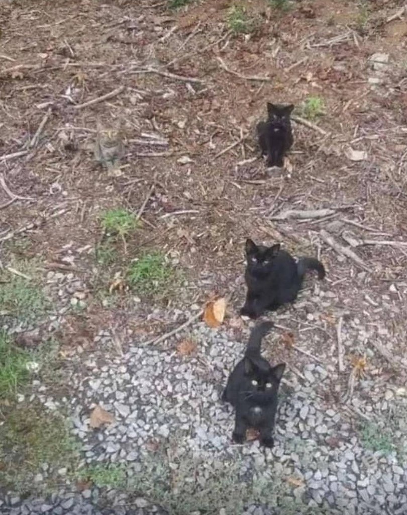 :)    ?    .... ,   /   ...