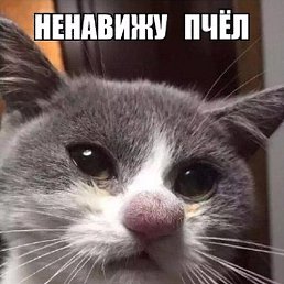 Klornet, �������, 40 ���