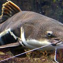 ���� ������, �����������, 27 ��� - ��������� 26 ���� 2025 � ������ ���� ����������