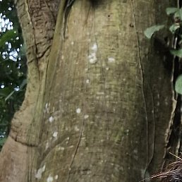 ����, ��������, 48 ���