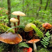 ����, , ������