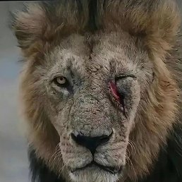 ���, ������, 42 ����