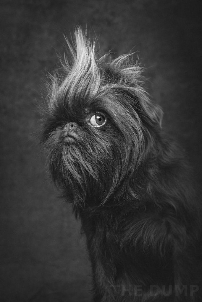  . Dog Photography Awards 2024  ,     ... - 6