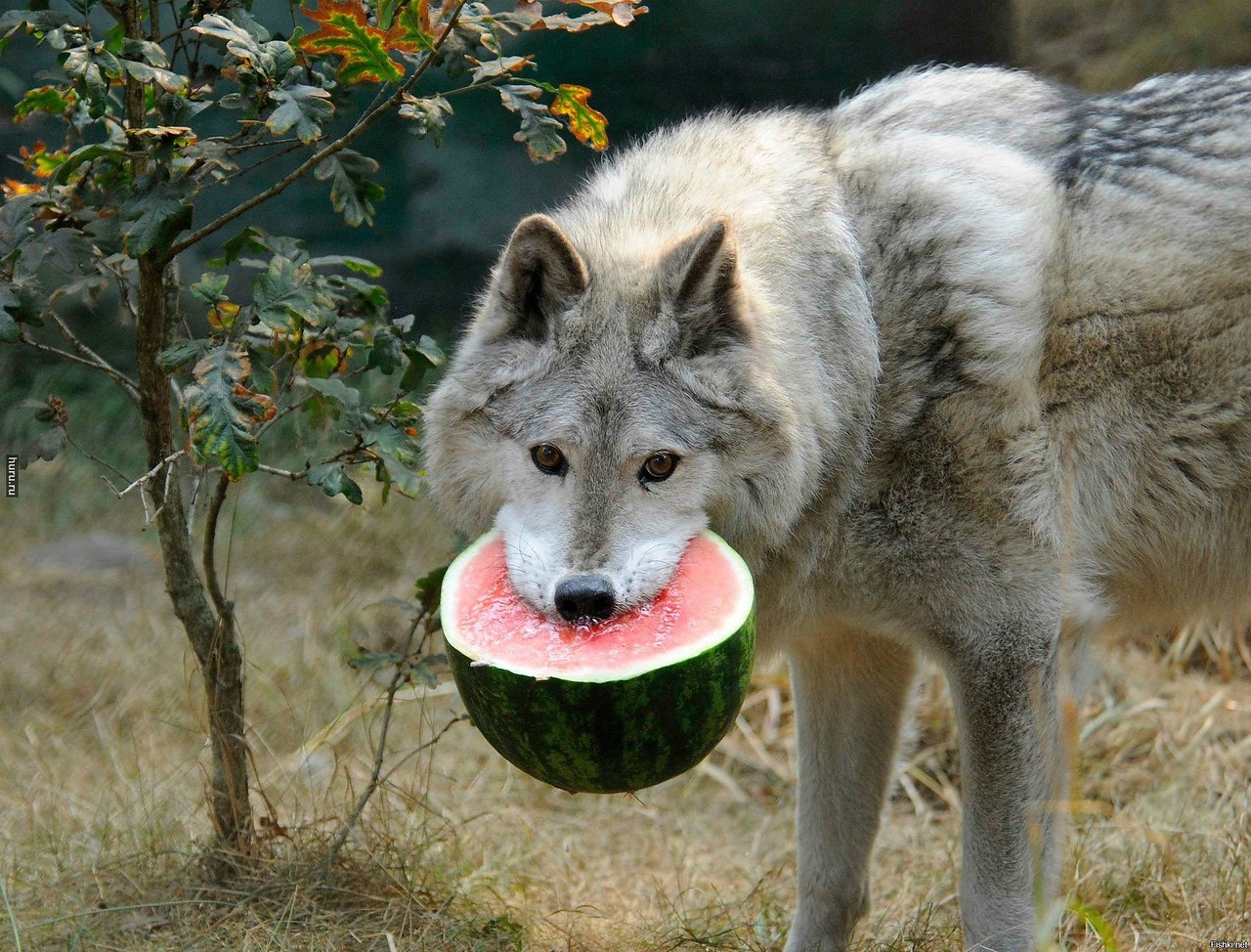 Смешной волк