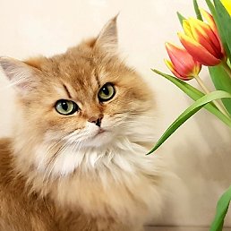 ����������, ������, 53 ����