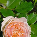 ���� ������, �����-���������, 62 ���� - ��������� 25 �������� 2025 � ������ �������