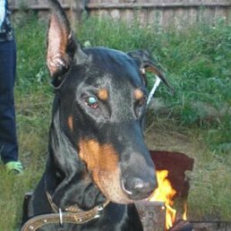 ���� �������, ������, 66 ��� - ��������� 29 ������� 2025