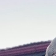 ������, 57 ���, ������