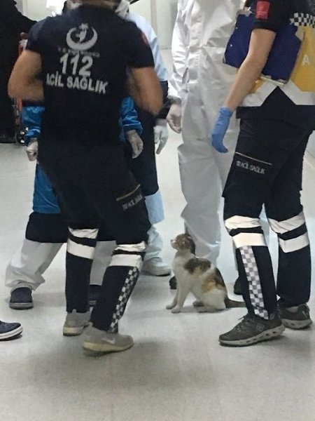 В Турции кошка принесла своего котёнка прямо в отделение скорой помощи. Врачи не могли пройти мимо ... - 4