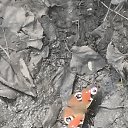 ���� �����, ���������, 51 ��� - ��������� 5 ��� 2026 � ������ �������� �������..�