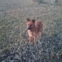 �����, ��������, 37 ���