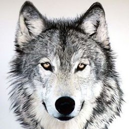 ���� Wolf, ������� - ��������� 29 ������� 2024