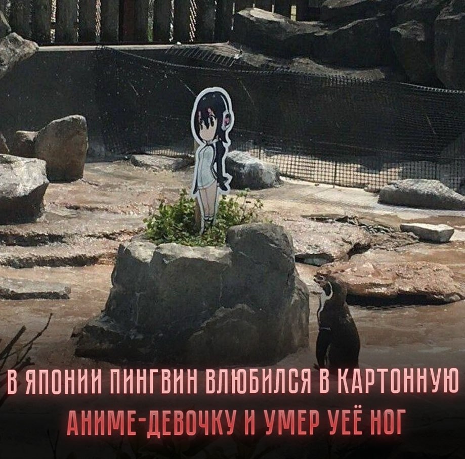  -  ,          Kemono ...