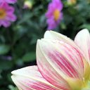 ���� Anna, ��������� - ��������� 7 ������� 2024 � ������ ������ ��������