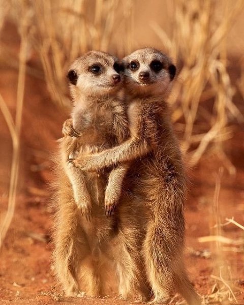 Сурикаты обнимаются не потому, что мёрзнут, а потому что не переносят одиночества. Маленькие ... - 2