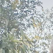 ������, 44 ����, ����������