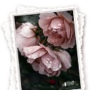 ���� Zdena, ������� - ��������� 12 ������ 2025 � ������ ������ ��������