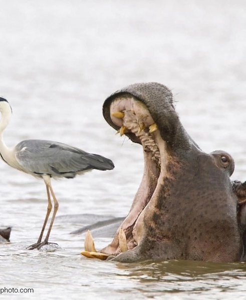 :)   Comedy Wildlife Photography Awards      - 8