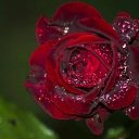 ���� �������, �����, 41 ��� - ��������� 27 ������� 2024 � ������ ���� ����������
