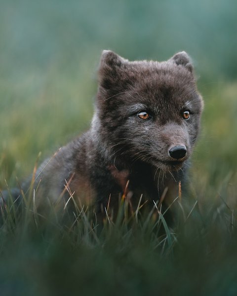  . ,    ,       ... - 4