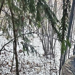 ������, �����, 40 ���