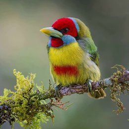 �����������