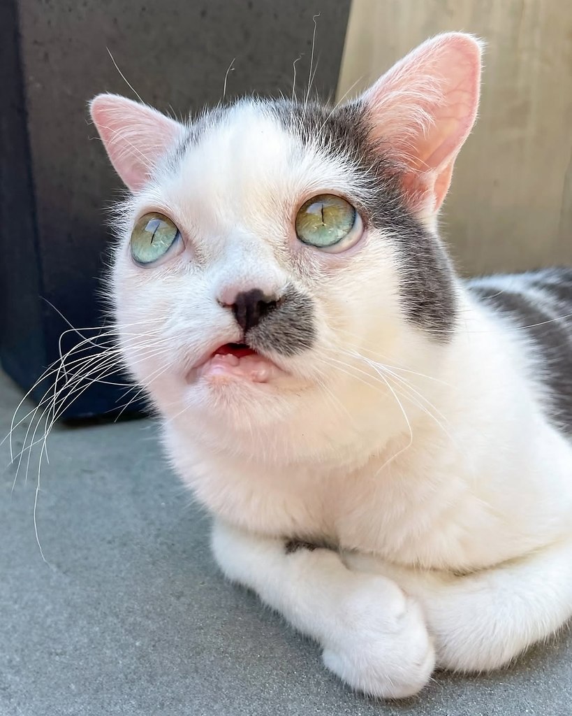 Такой особенный и мультяшный котик Поке - 5