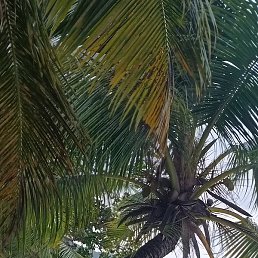 ���������, �����-���������, 44 ����