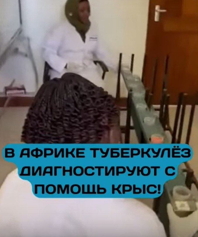 Крысы против туберкулёза — герои Африки.Дрессированные HeroRAT за считанные секунды способны ...