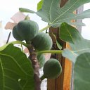 ���� ������, ���������� - ��������� 15 ������� 2025 � ������ ���� ����������