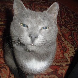 �����, �����������, 42 ����