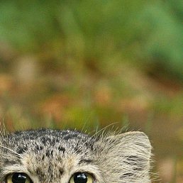  ,  , 50  -  26  2025