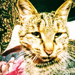 ���� ����, ���������, 48 ��� - ��������� 9 ����� 2026