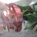 ���� ����, ������ ��������, 50 ��� - ��������� 8 ������ 2026 � ������ ���� ����������