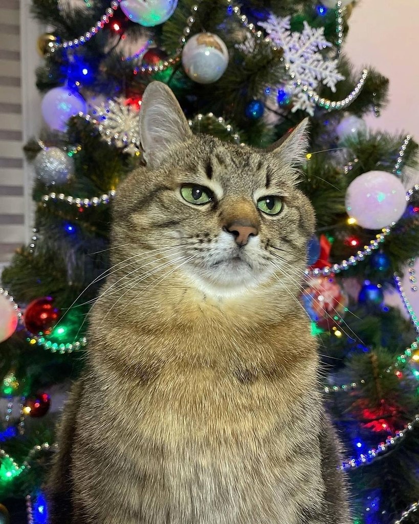 Когда мама заставила тебя сфотографироваться у ёлки, чтобы отправить всем родственникам вместо ... - 2