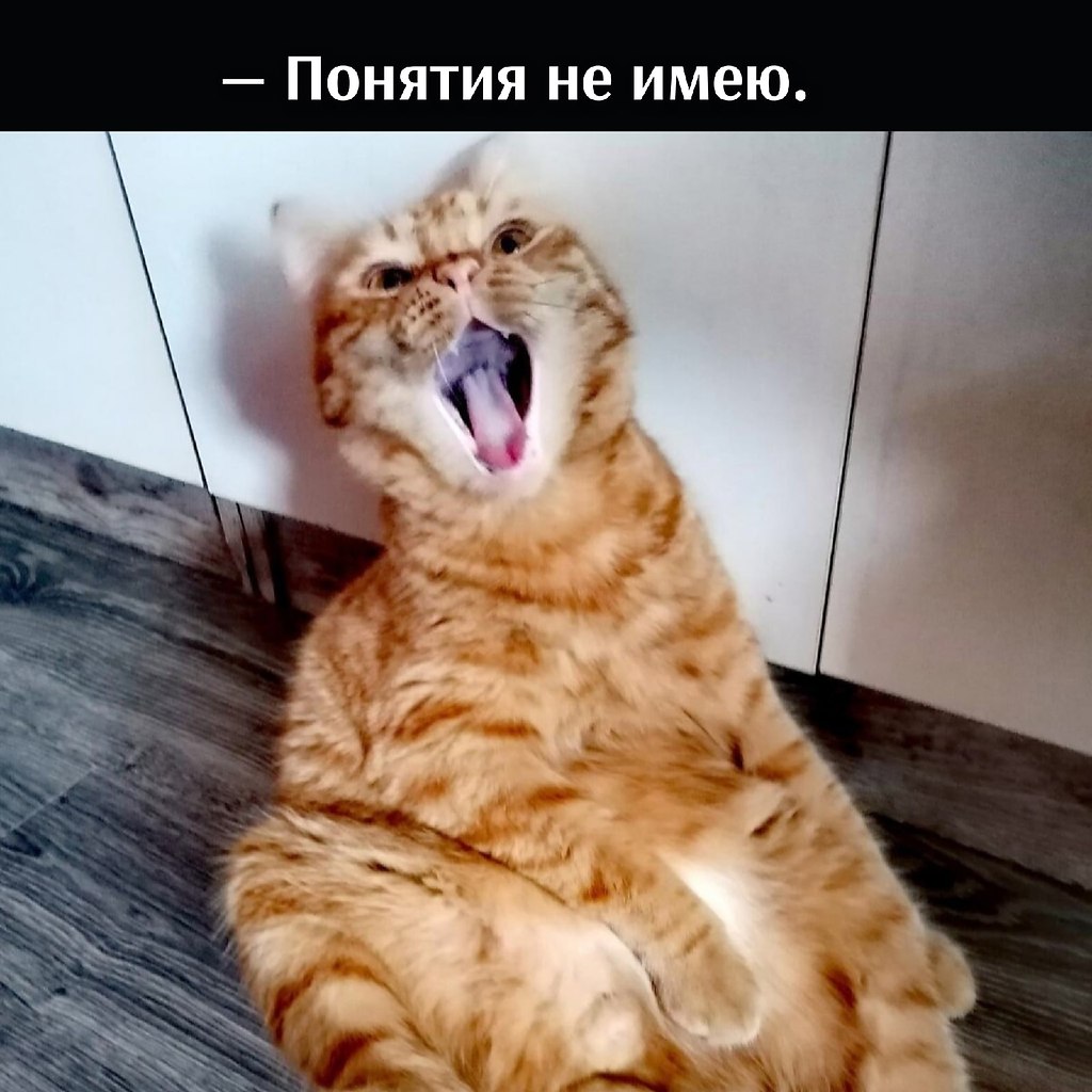 Без кота и жизнь не та - 28 октября 2025 в 12:40 - 2