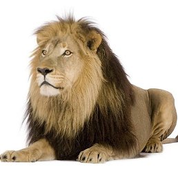 Kamerton2005.59, �������, 55 ���