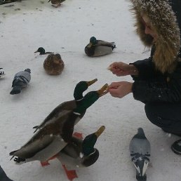 �, �����������, 52 ����