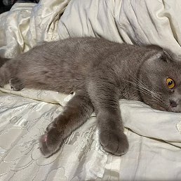 �������, ������, 49 ���